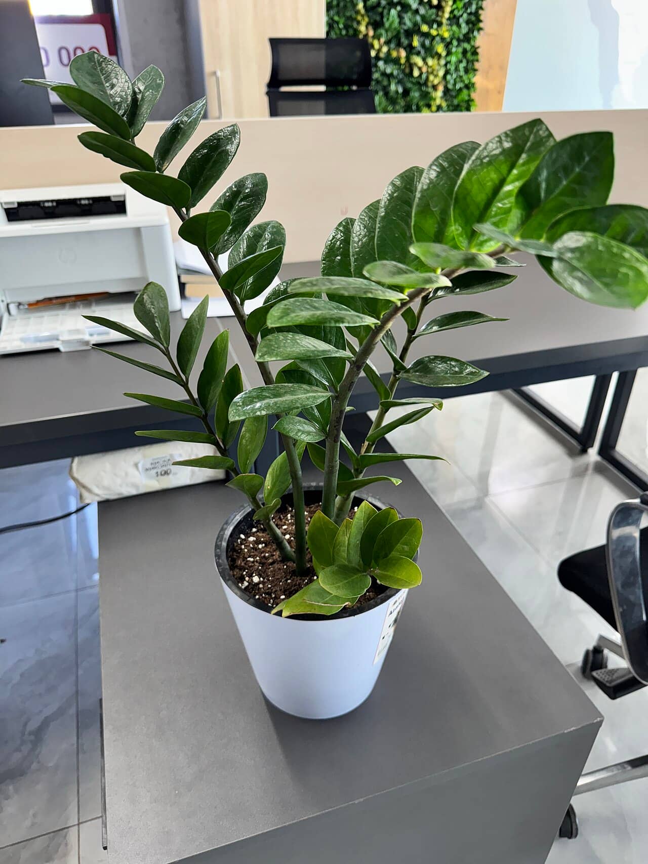 ZZ plant (Zamioculcas zamiifolia), the whole plant.